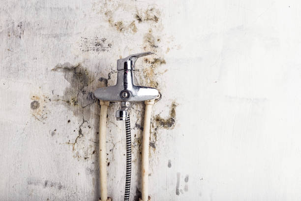 Orlovista, FL Mold Removal Company