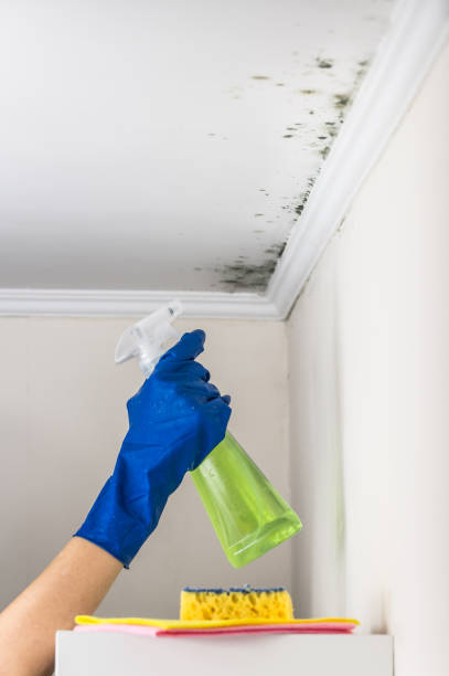 Crawl Space Mold Removal in Orlovista, FL