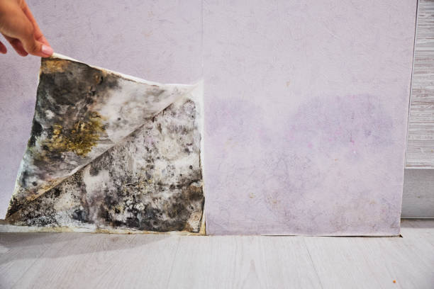Best Residential Mold Removal  in Orlovista, FL